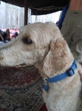 Houston Escort DogxxZ Adult Entertainer in United States, Adult Service Provider, Escort and Companion.