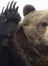 New York Escort rood Adult Entertainer in United States, Adult Service Provider, Escort and Companion.